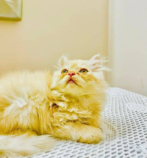 IMPORTED QUALITY PERSIAN KITTENS AVAILABLE 03207679060 WHSTTAAPP 0