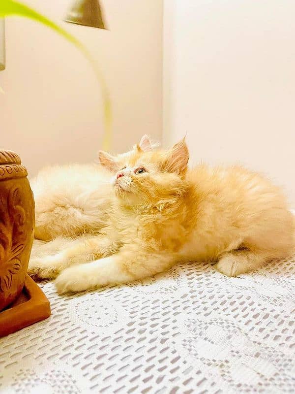 IMPORTED QUALITY PERSIAN KITTENS AVAILABLE 03207679060 WHSTTAAPP 1