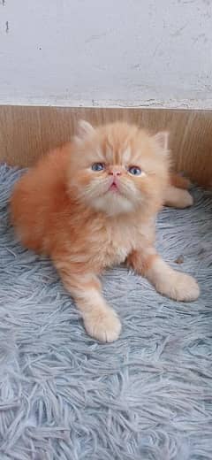 IMPORTED QUALITY PERSIAN KITTENS AVAILABLE 03207679060 WHSTTAAPP