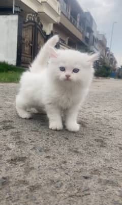 persian cat full cute and active only selling because moving to abroad