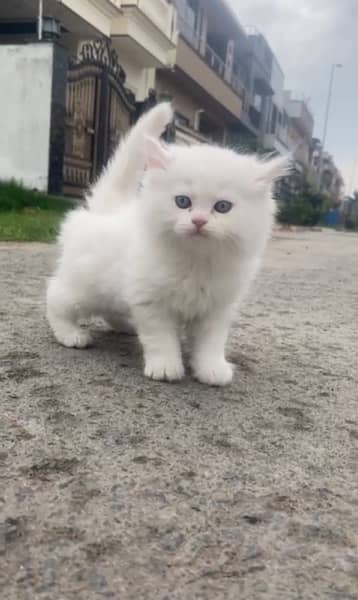 persian cat full cute and active only selling because moving to abroad 0