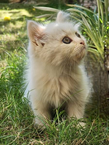 persian cat full cute and active only selling because moving to abroad 1