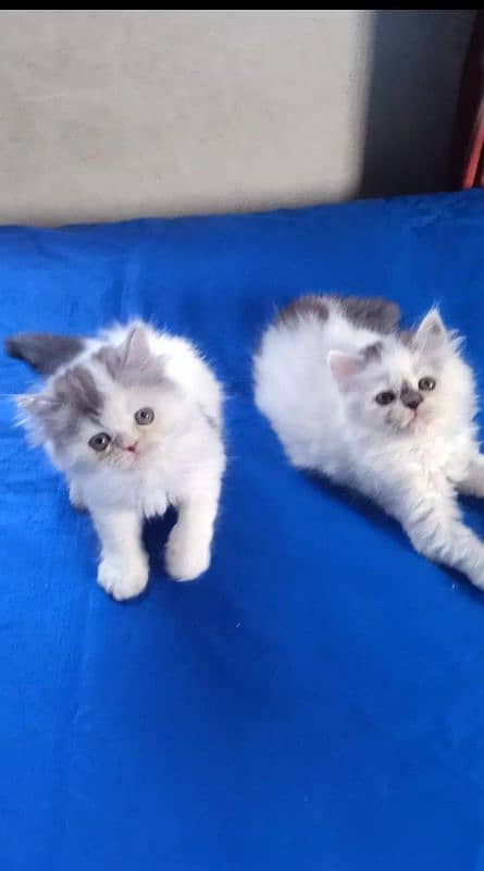 IMPORTED QUALITY PERSIAN KITTENS AVAILABLE 03207679060 WHSTTAAPP 0