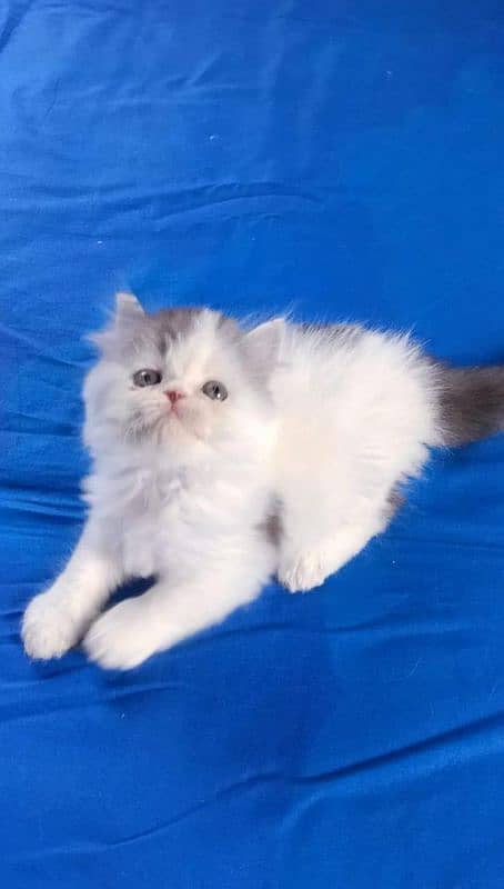 IMPORTED QUALITY PERSIAN KITTENS AVAILABLE 03207679060 WHSTTAAPP 1