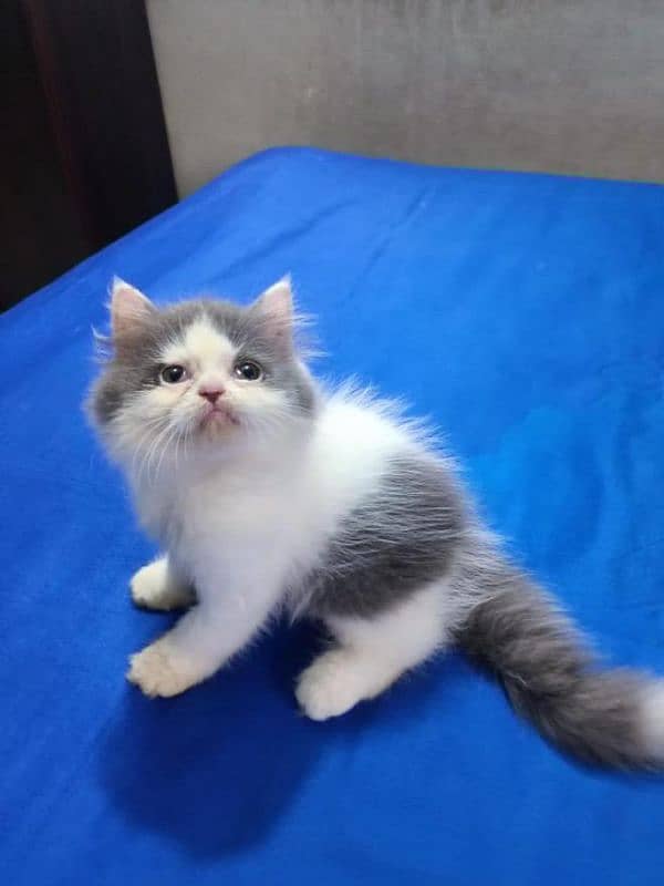 IMPORTED QUALITY PERSIAN KITTENS AVAILABLE 03207679060 WHSTTAAPP 2