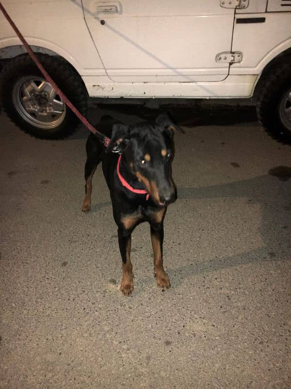 American Doberman Male 1