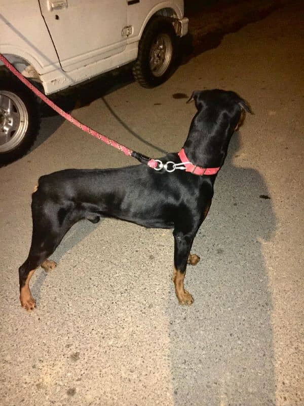 American Doberman Male 2