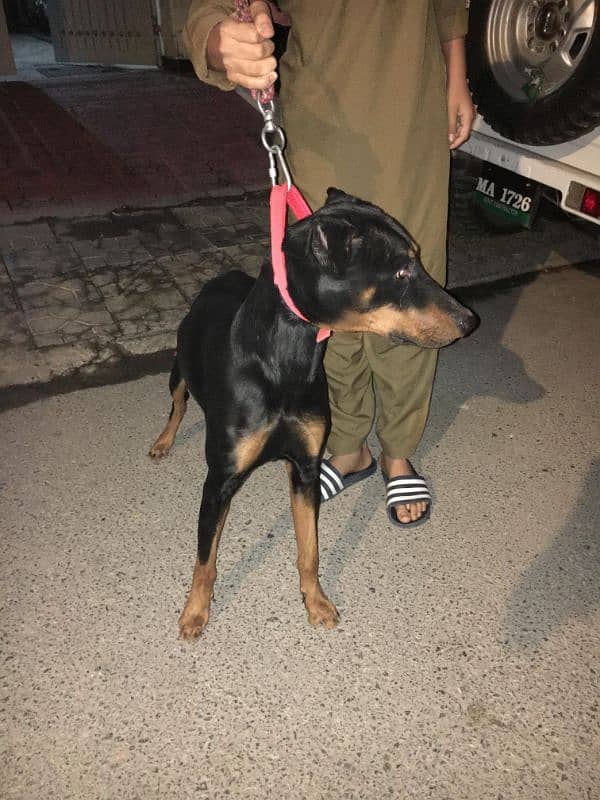 American Doberman Male 3