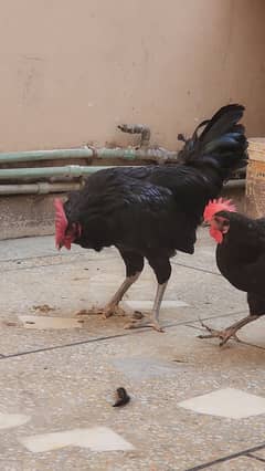 Australorp 1+4