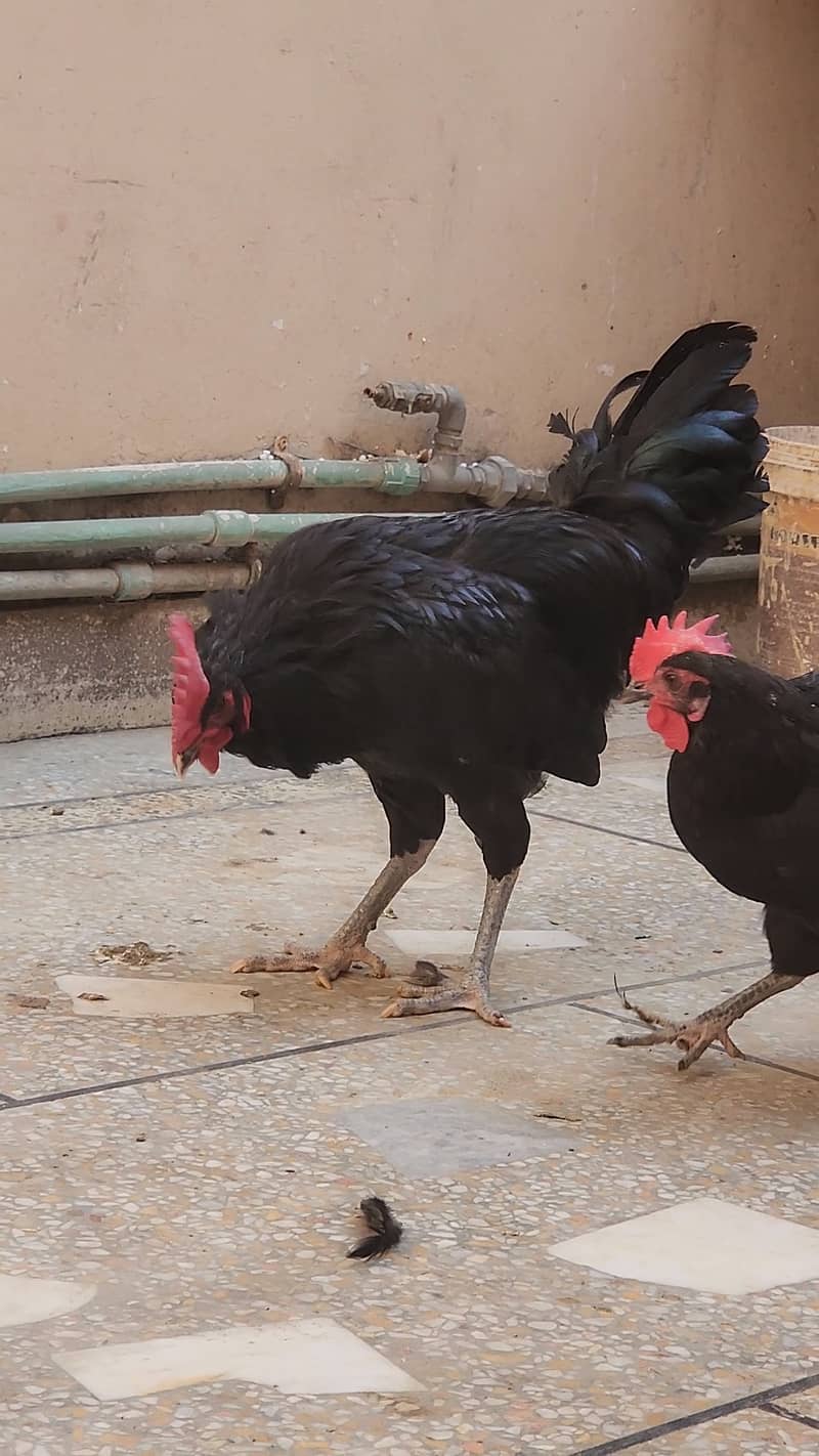 Australorp 1+4 0