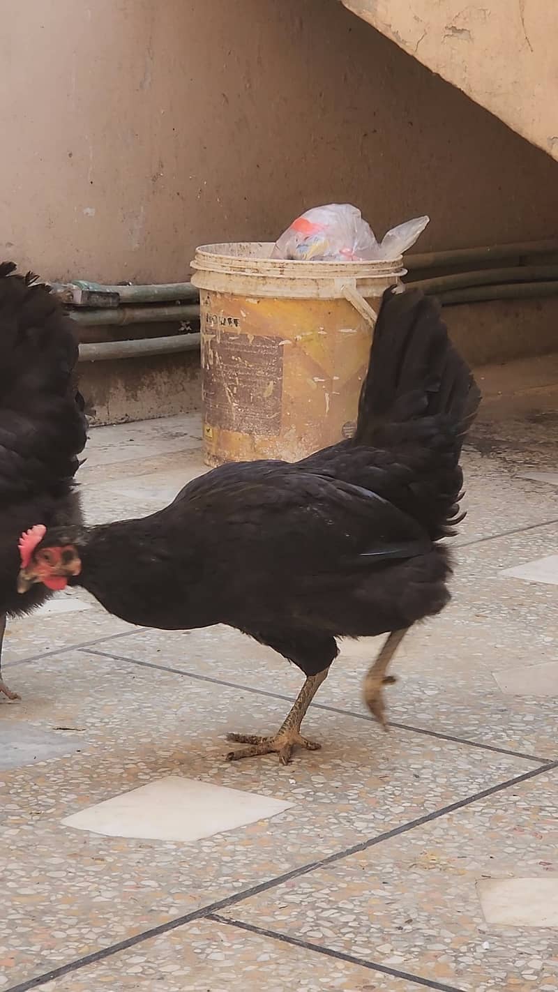 Australorp 1+4 1