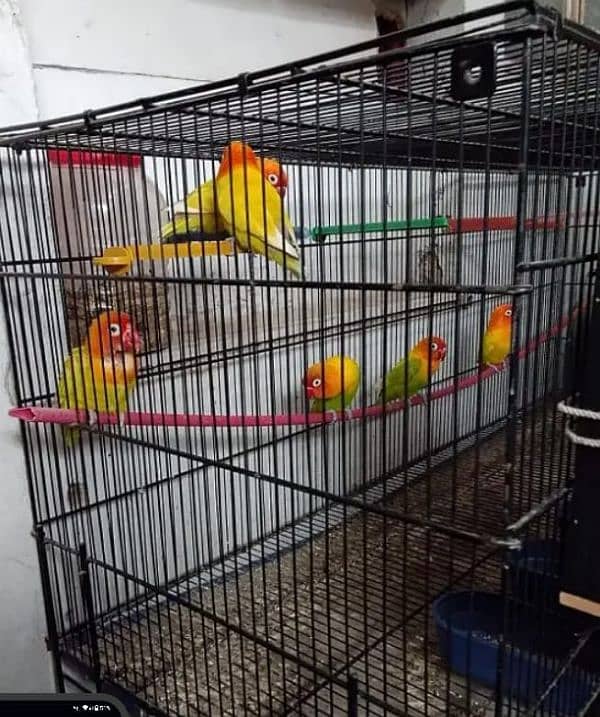 Love Birds and Single Cage full size 2