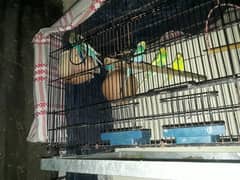 Cage an Australian budgies