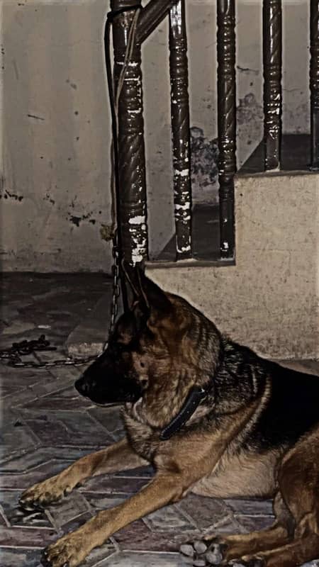 German sheapherd 1