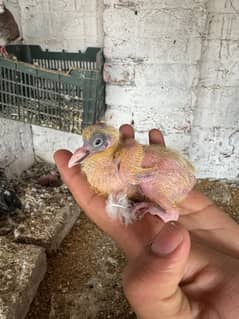 Baby Pigeons For Hand Taming