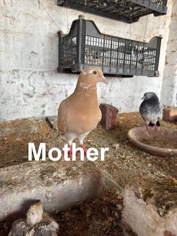 Baby Pigeons For Hand Taming 1