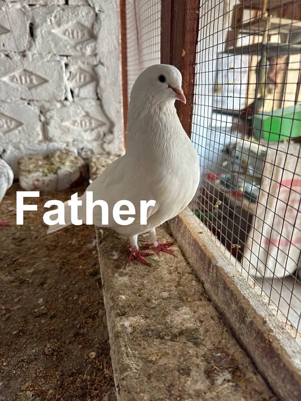 Baby Pigeons For Hand Taming 2