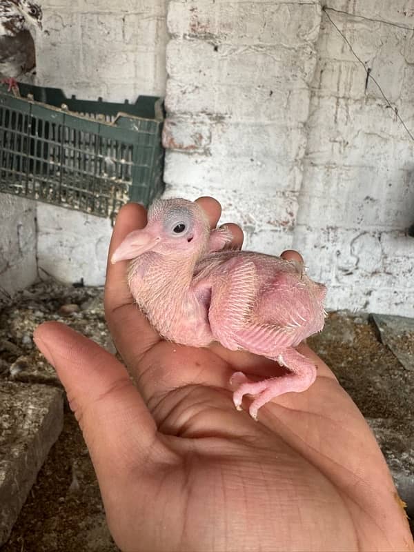 Baby Pigeons For Hand Taming 3