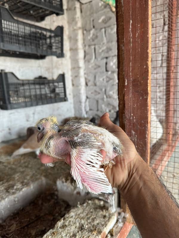 Baby Pigeons For Hand Taming 4