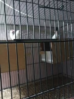 Fawn jawa and Grey and White jawa breeder pair for sell