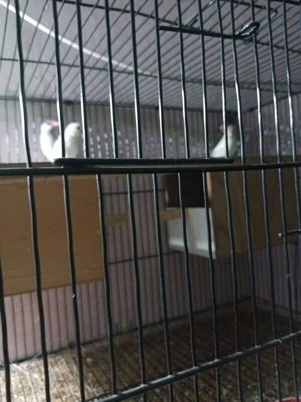 Fawn jawa and Grey and White jawa breeder pair for sell 0