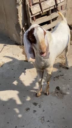 Do Daant Ghulabi Breeder Bakra