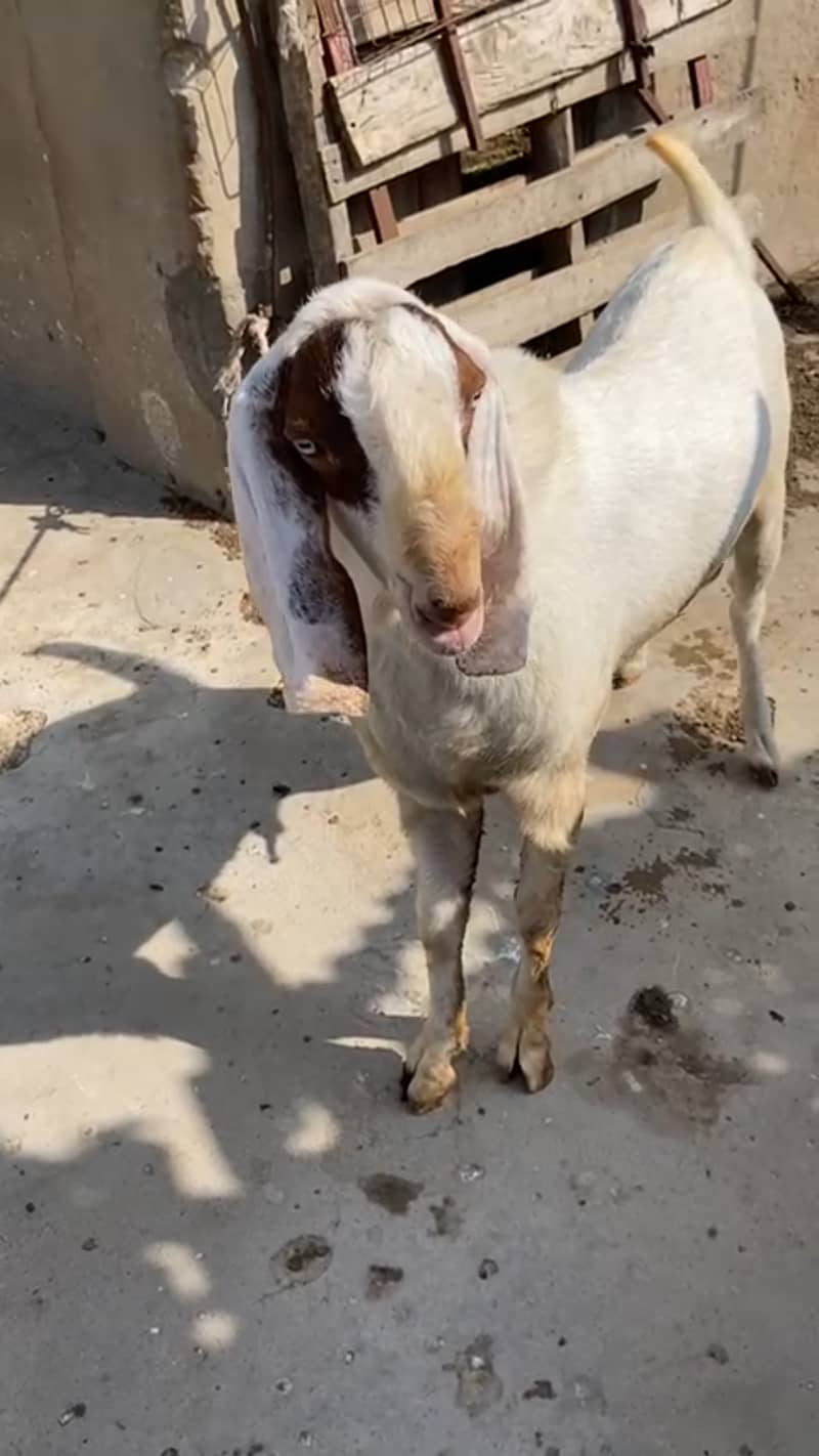 Do Daant Ghulabi Breeder Bakra 1