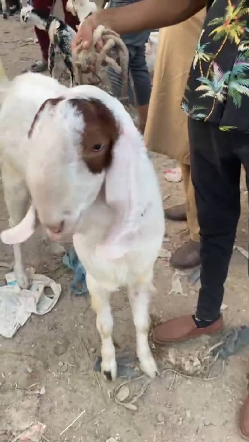 Do Daant Ghulabi Breeder Bakra 2