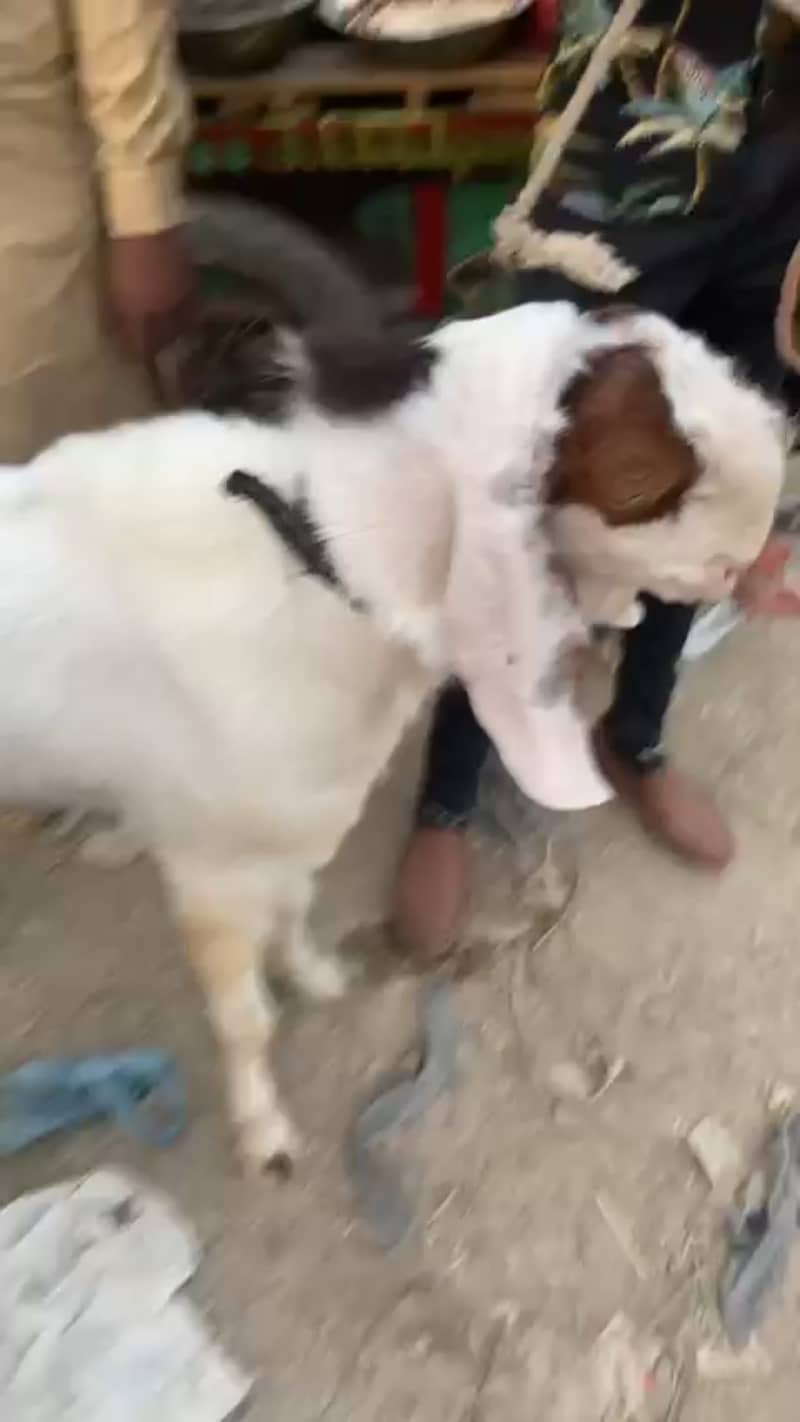 Do Daant Ghulabi Breeder Bakra 3