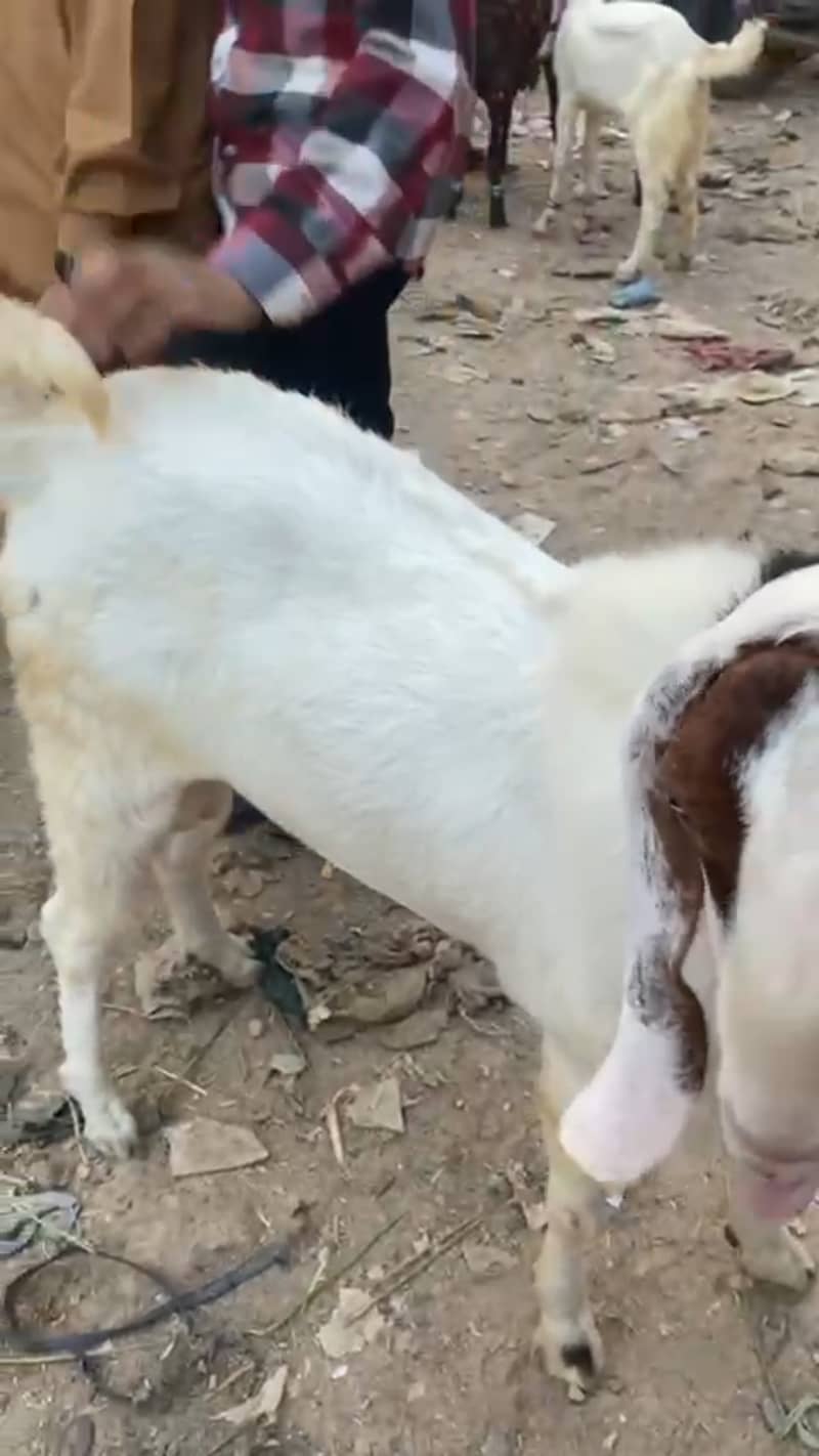 Do Daant Ghulabi Breeder Bakra 6