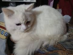 11 month old persian cat