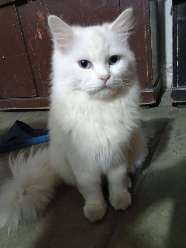 11 month old persian cat 1