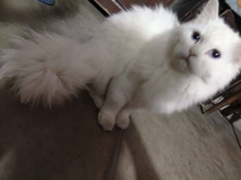 11 month old persian cat 6