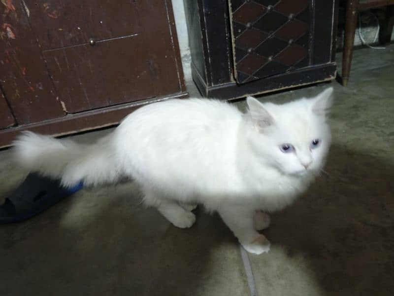 11 month old persian cat 8