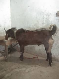 andu Bakra hai bahut achcha hai 4 dant ho Raha hai