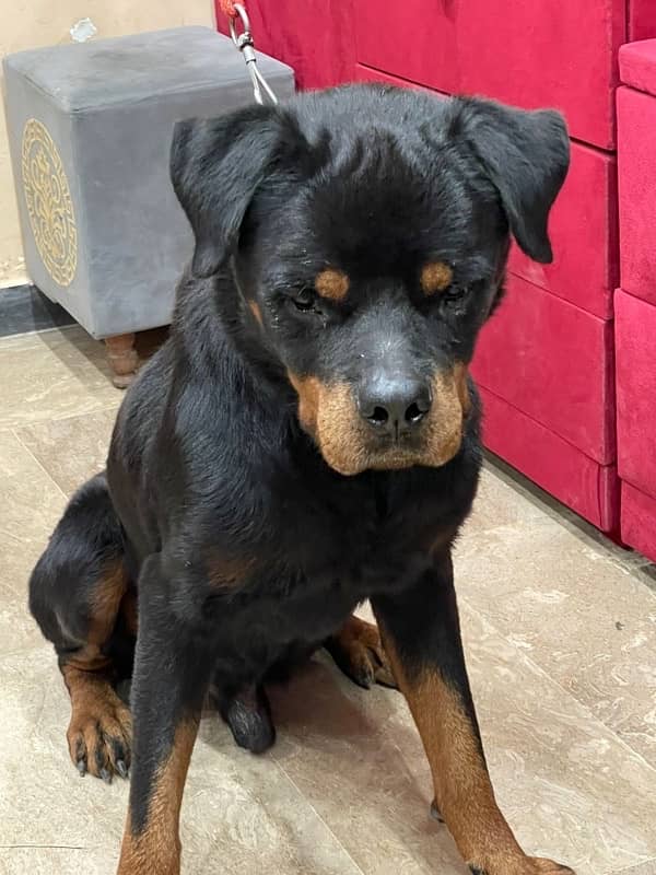 top quality Rottweiler male available 0