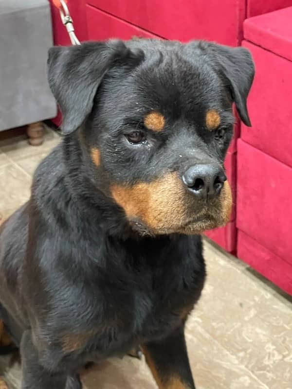 top quality Rottweiler male available 1