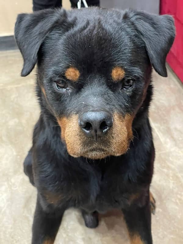 top quality Rottweiler male available 2