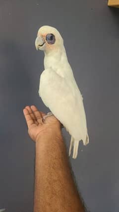 corella cockatoo