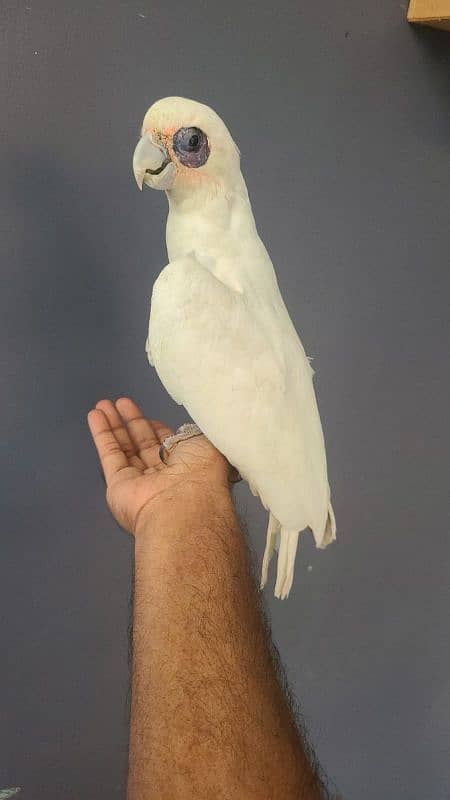 corella cockatoo 0