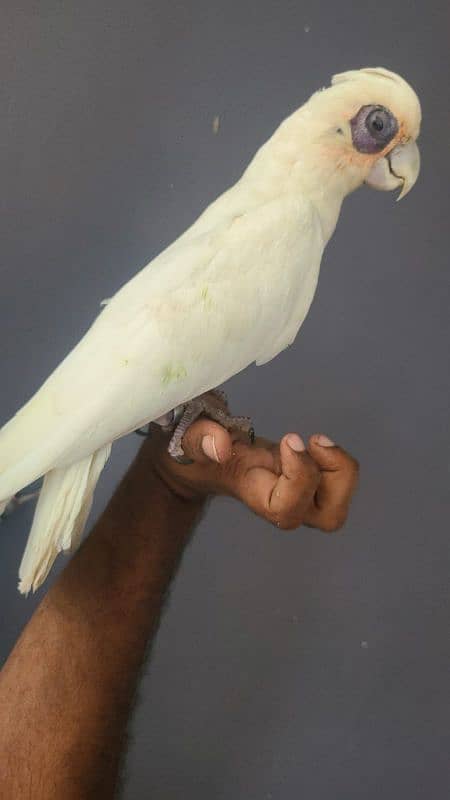 corella cockatoo 1