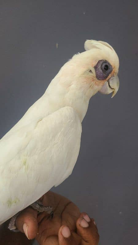 corella cockatoo 2