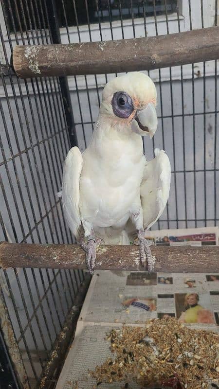 corella cockatoo 3