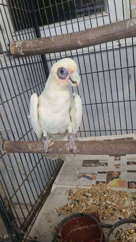 corella cockatoo 4