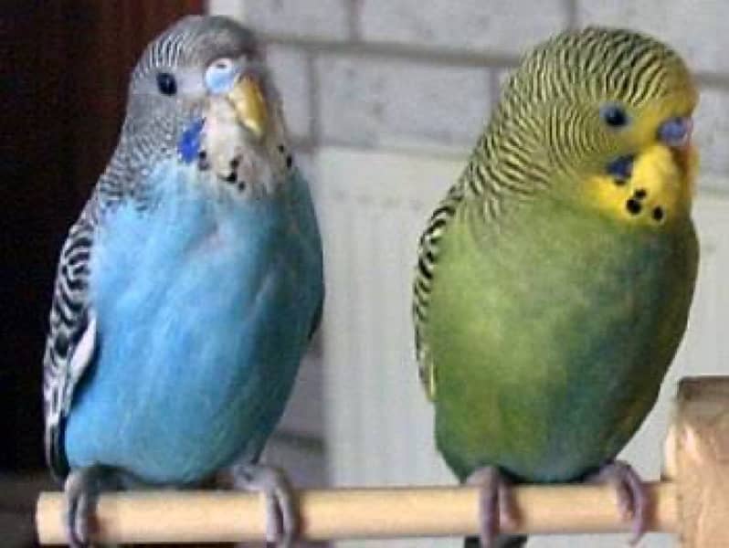 Australian budgies 0