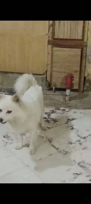 cnfrm breeder male triple coat male.  03316739583 3