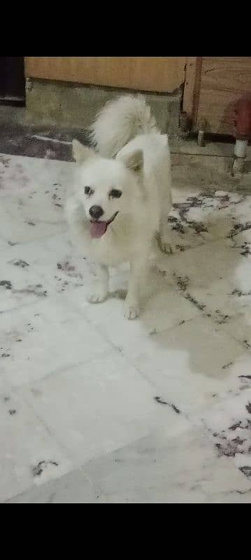 cnfrm breeder male triple coat male.  03316739583 5