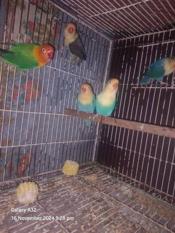 parblue pair ready to Bread fee pair 4000 1