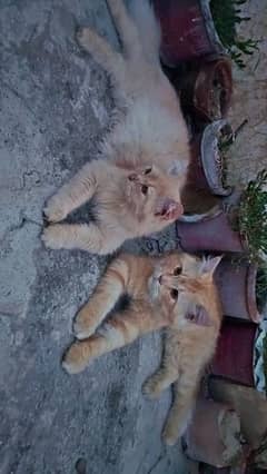 Persian couple cats