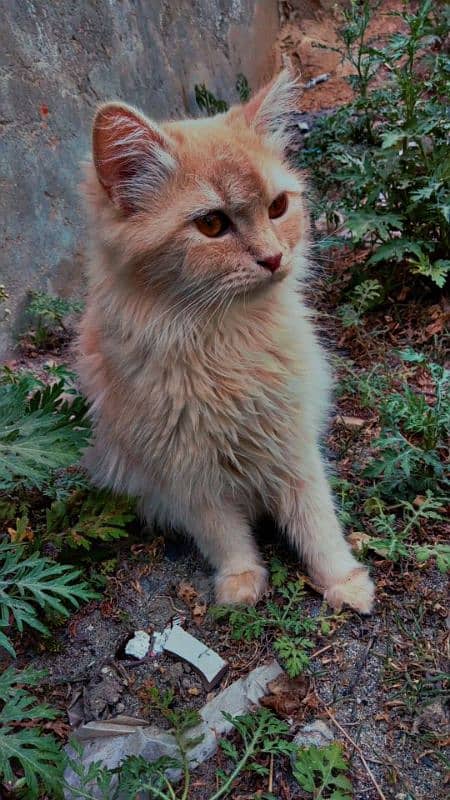 Persian  kittens /persians cats double coated persian cats 2